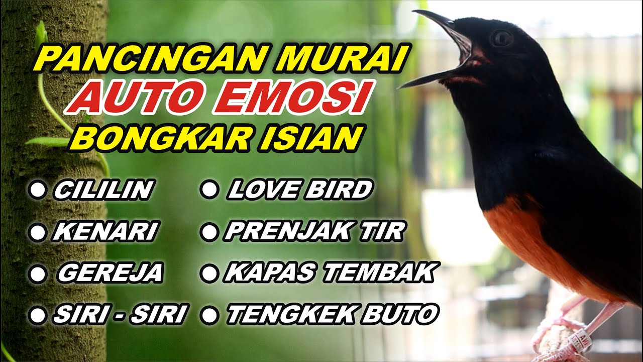 Pancingan Murai Batu Bongkar Isian Tembakan Panjang Murai Apapun Pasti Nyaut Langsung