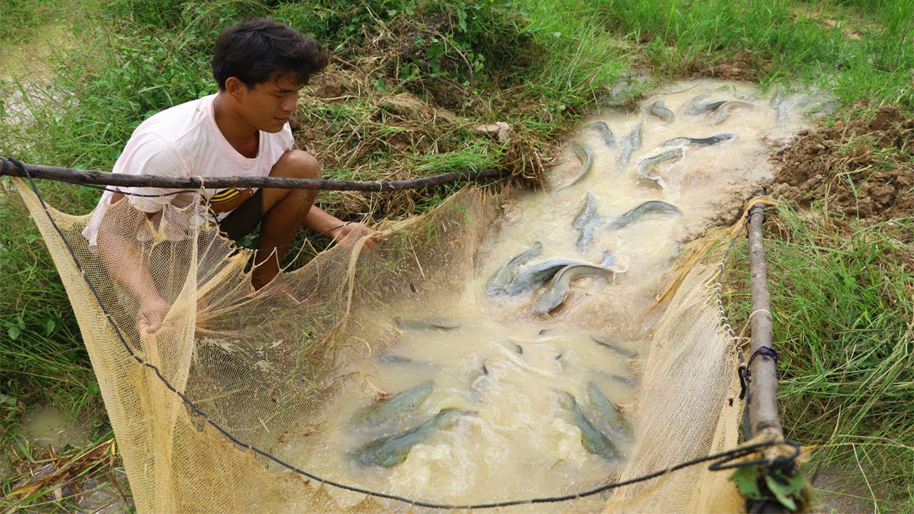 Believe This Fishing? Fish Trapping System Using Mosquito Net When Water Down To Pond - tyriq 1256