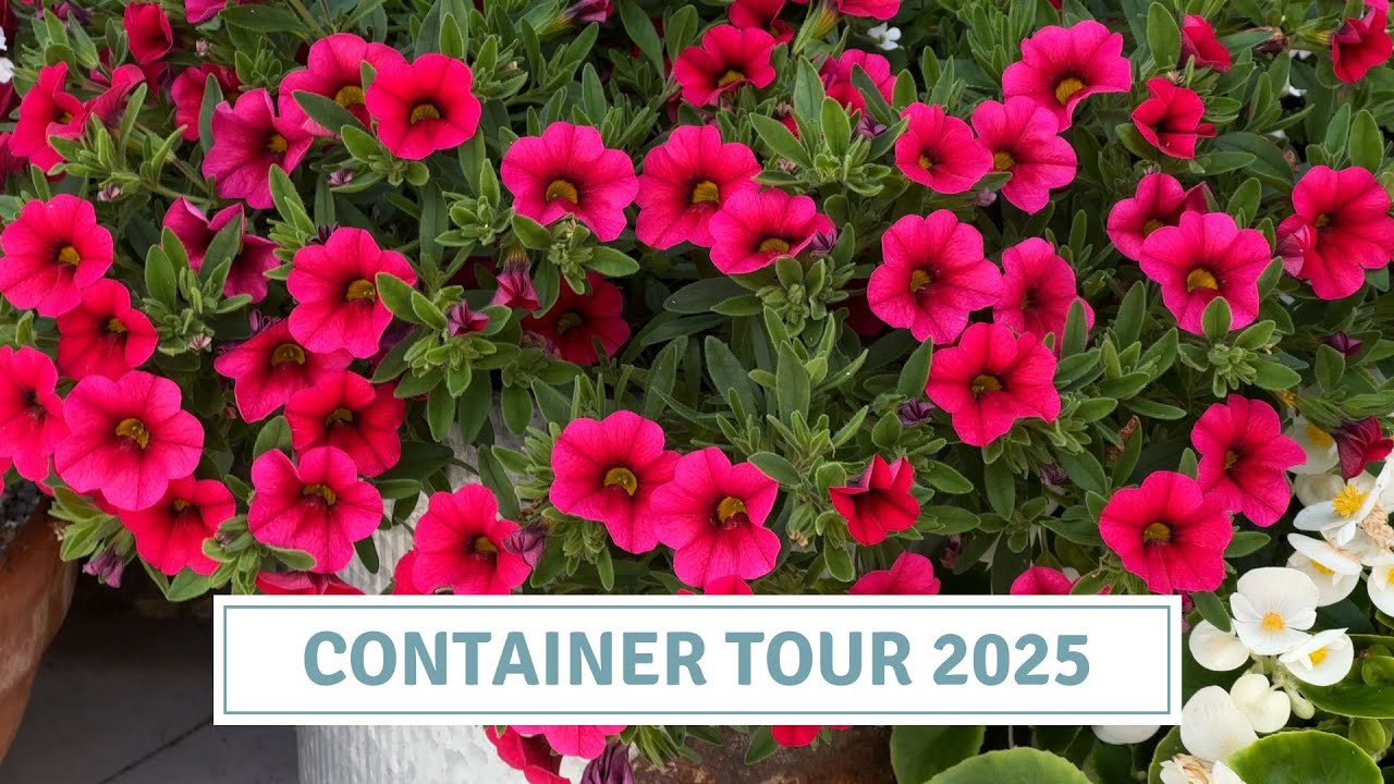 Container Garden Tour | Inspirational Plant Combinations // Cottoverdi