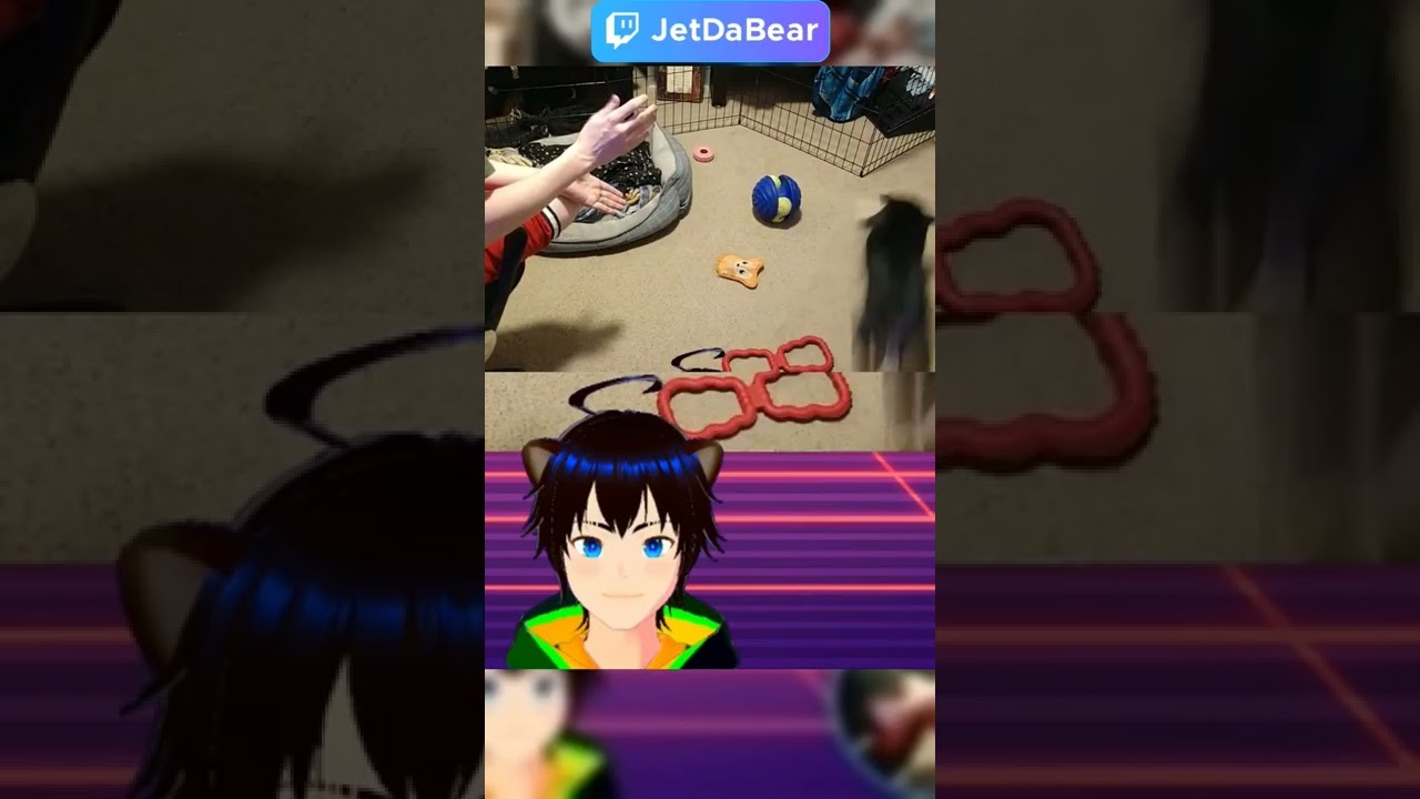 Kuma plays fetch with herself #vtuber #dog #doggo #puppy