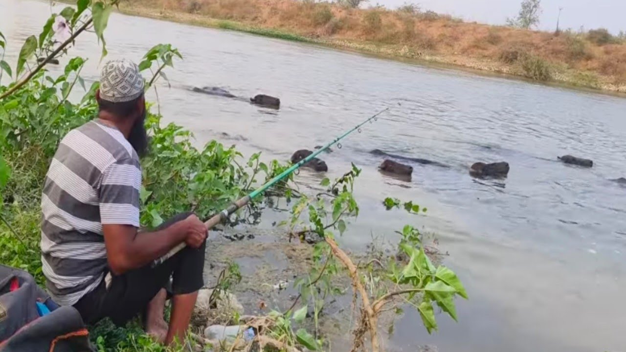 సింగల్ ఉక్కు నైస్ చాపలు#fishing #snake 👍👍👍🌹🌹🌹