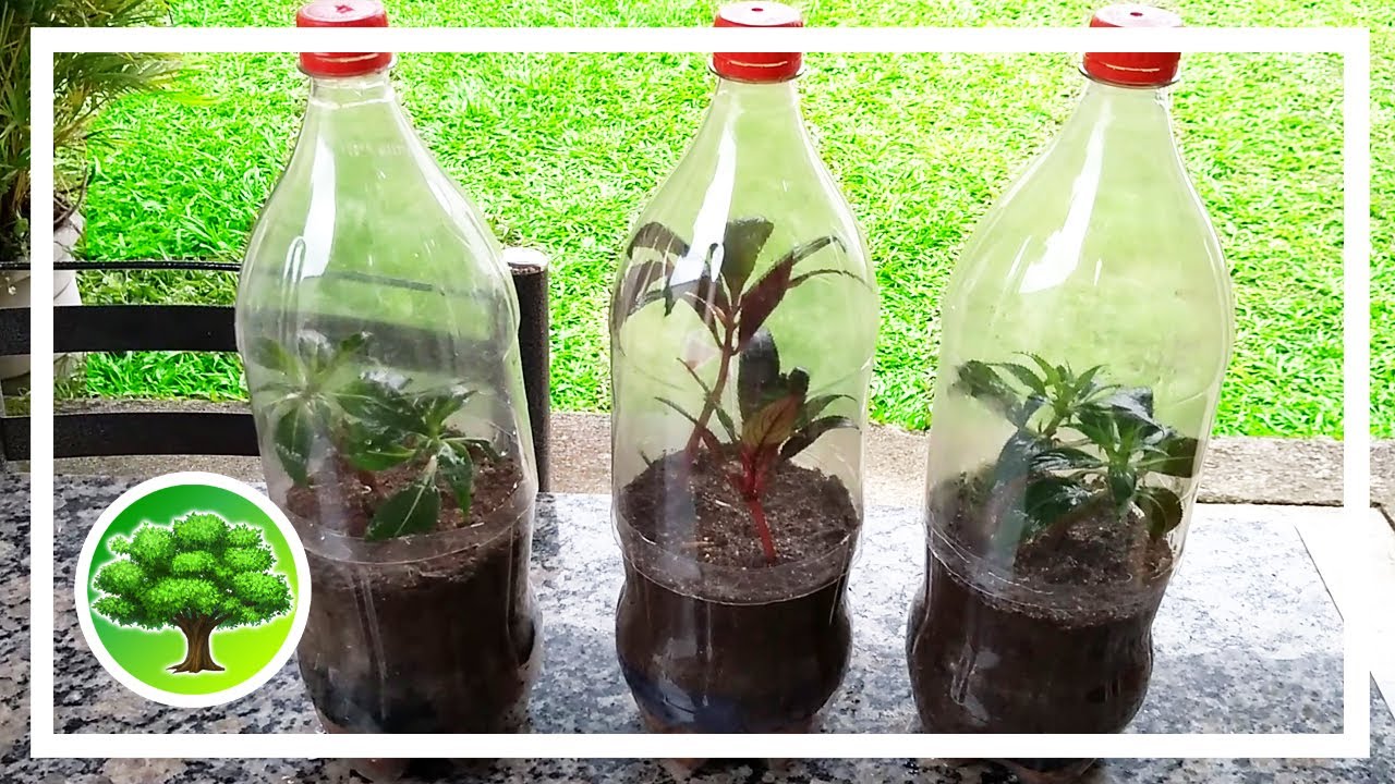 💚 Estufa de garrafa pet / como plantar de galho