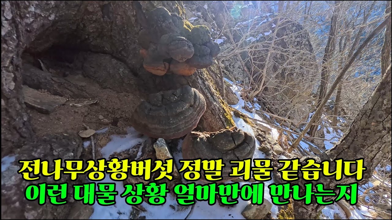 제1042회 2025 12 30 전나무 상황버섯 오랜만에 엄청난 괴물을 보고 채취를 했습니다