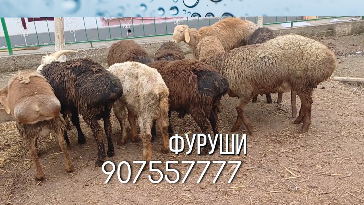 9 САР КУЧКОР ДУ САР ТАКА ФУРУШИ 