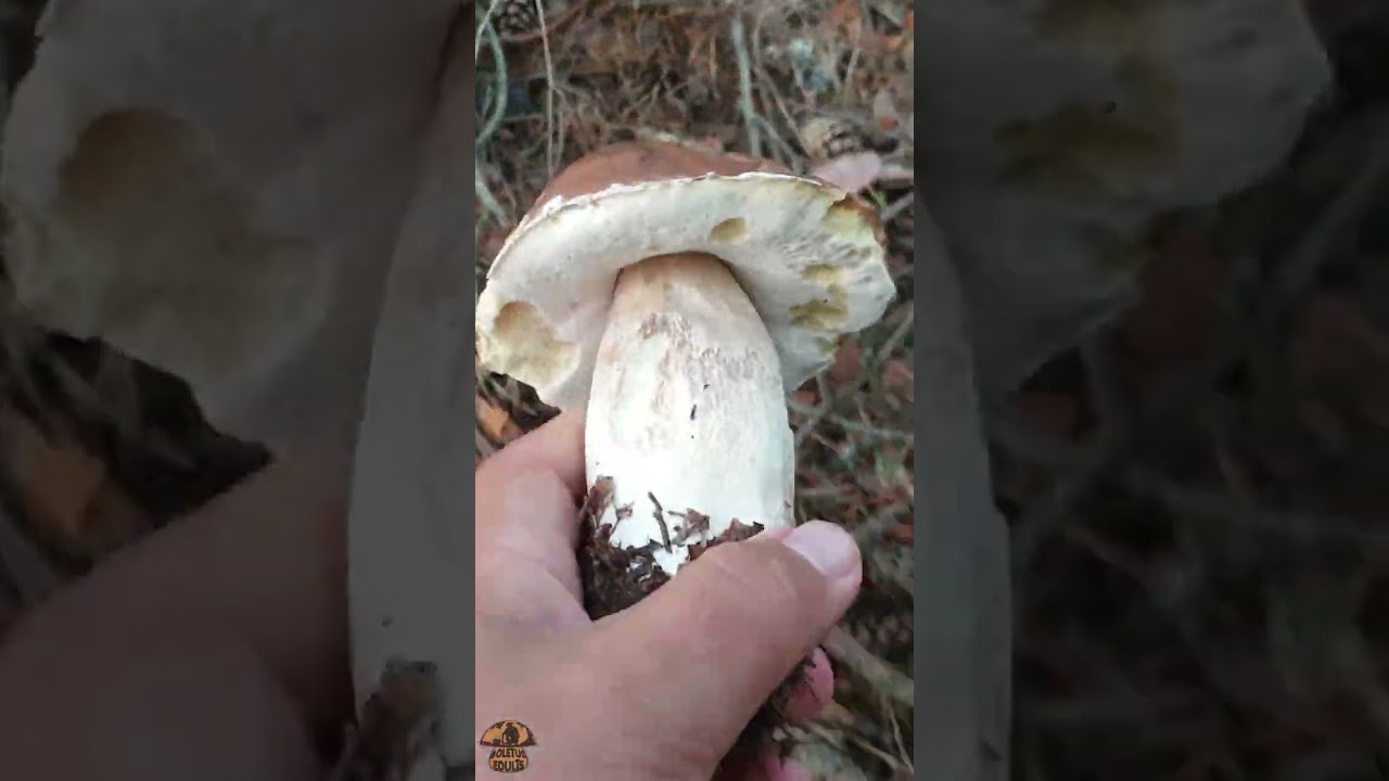 Saison des c&egrave;pes 2023, beaut&eacute; du jour ! #shorts #champignons #c&egrave;pes #steinpilze #cueillette #asmr