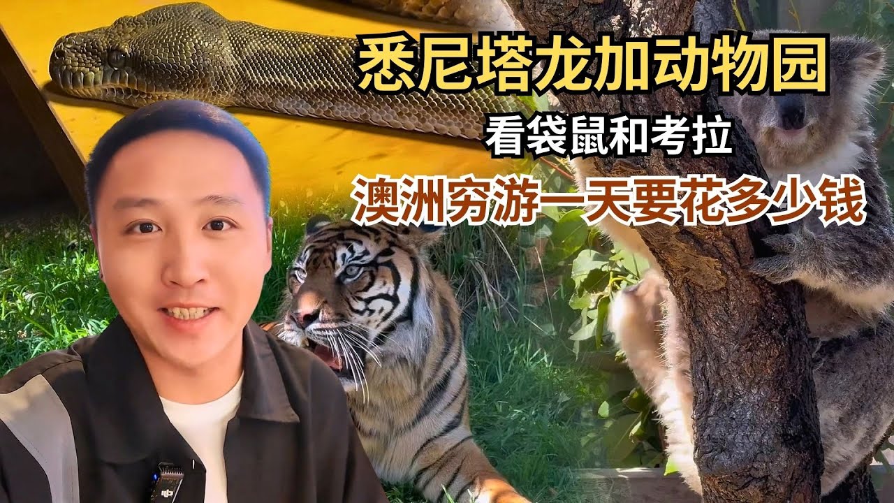 去悉尼塔龙加动物园看袋鼠和考拉，在澳洲穷游一天要花多少钱呢？【痒痒看世界】 #澳大利亚 #悉尼 #考拉 #塔龙加动物园 #旅行vlog
