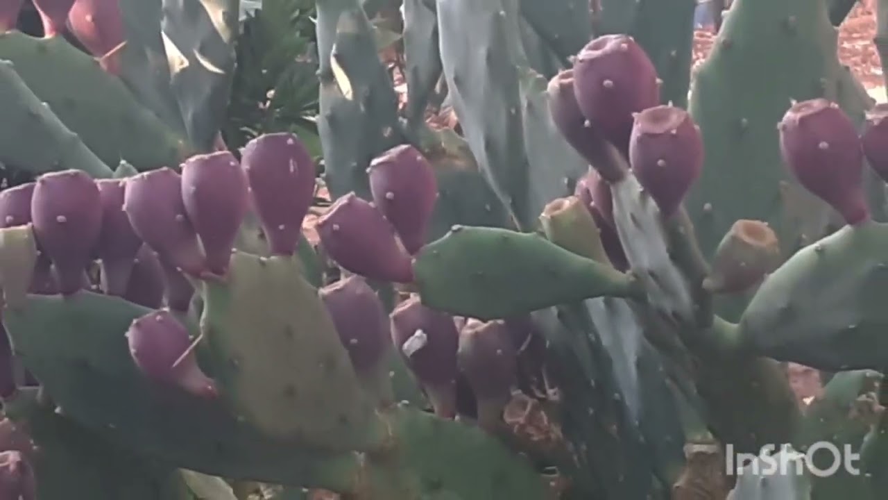 سلام عليكم جميعا مبروك شتاء الله صوب 🥰🤲🌳🌵🌹🥀