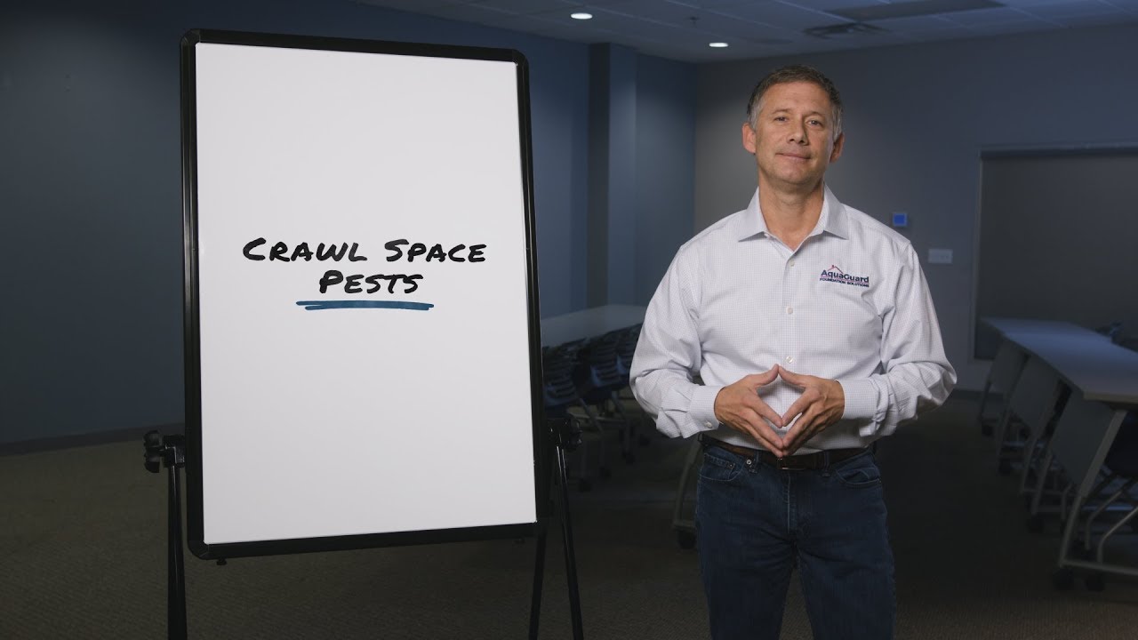 Crawl Space Pests