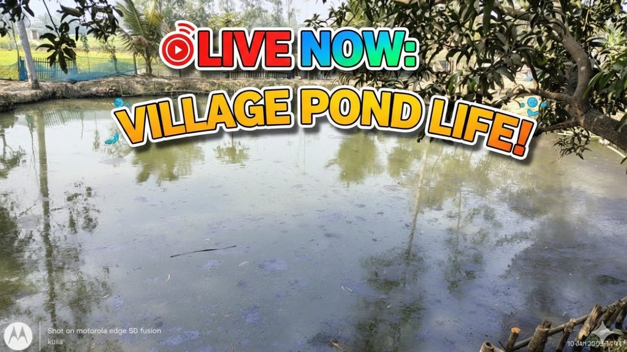 🔴 LIVE: Village Pond Fishing & Relaxing Nature Life | Exploring Rural India 🌿@Kulshum_official  