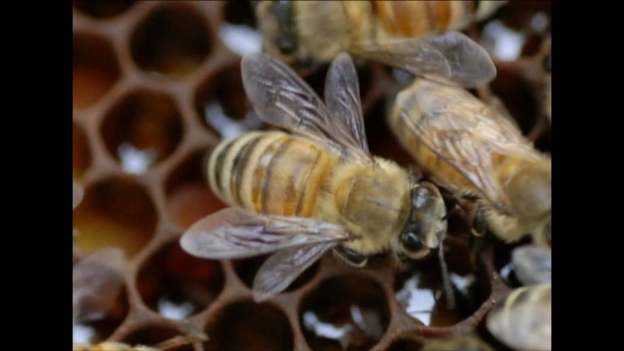 Nosema Symptoms in Honey Bee Colonies