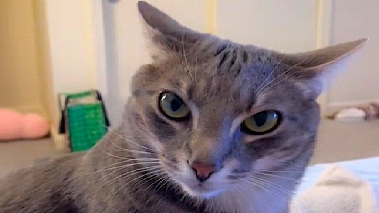 Cat threat