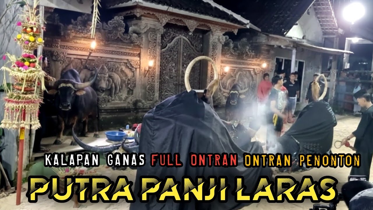 PUTRA PANJI LARAS KALAPAN GANAS FULL ONTRAN ONTRAN PENONTON ❗