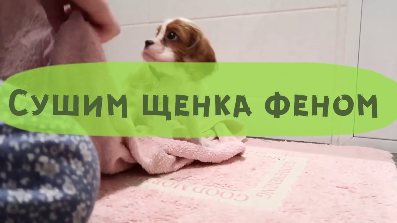Груминг щенка КАВАЛЕРА / сушка феном и стрижка когтей