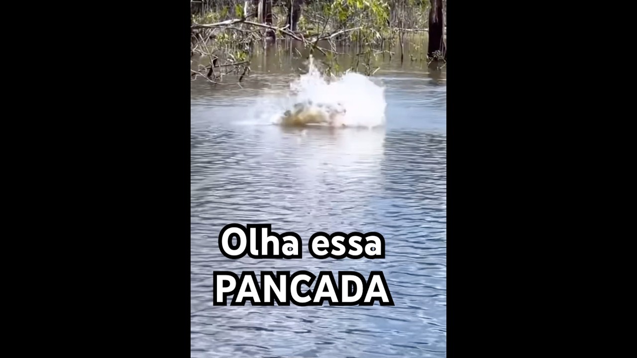 Explos&atilde;o Tucunar&eacute; A&ccedil;u #amaz&ocirc;nia #tucunare #iscasartificiais #pesca #pescaria #fishing #fish #veel