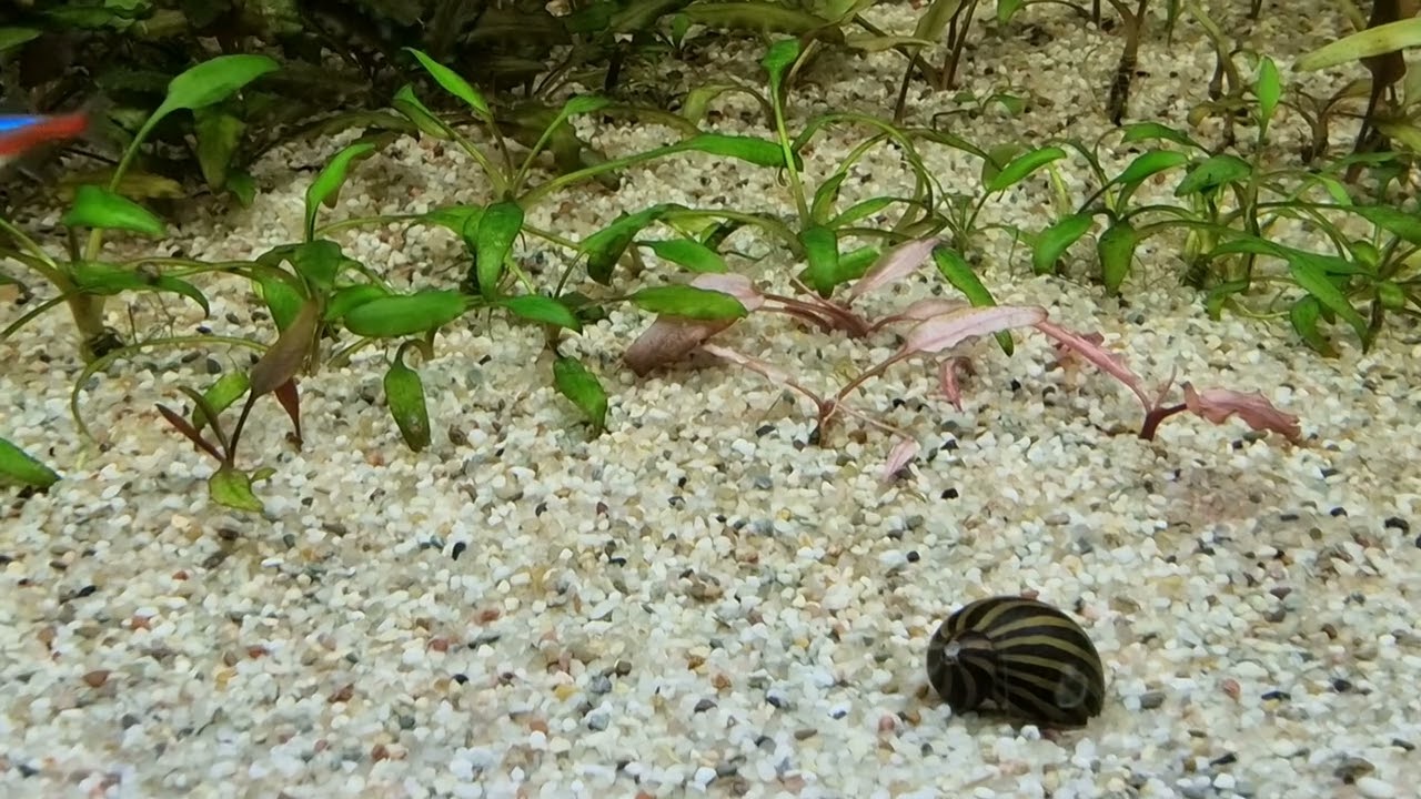 tetra and cryptocoryne aquarium new set up