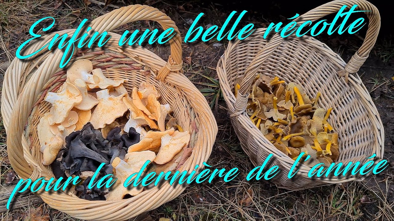 [CHAMPIGNONS] UNE BELLE RÉCOLTE POUR LA DERNIERE SORTIE DE L'ANNÉE 🍄🍄‍🟫🌳🌲