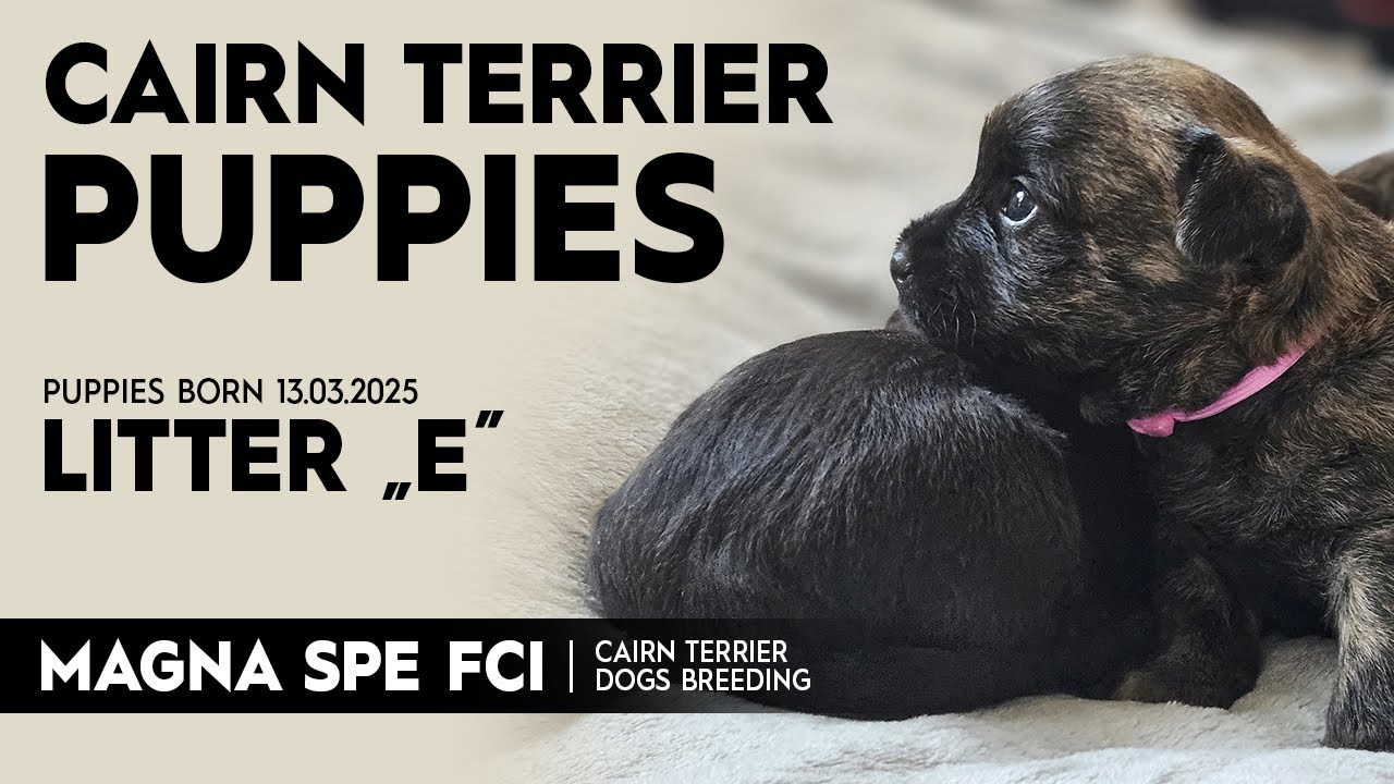 Cairn Terrier Puppies - Litter 