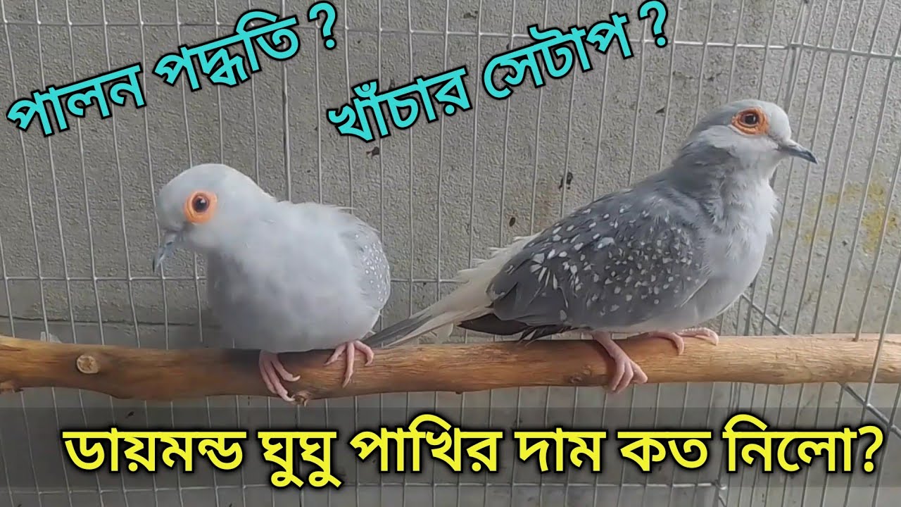 ডায়মন্ড ডাভ ঘুঘু পাখির দাম পালন পদ্ধতি ও নতুন সেটাপ | Diamond Dove Bird Price And care | Grow Life