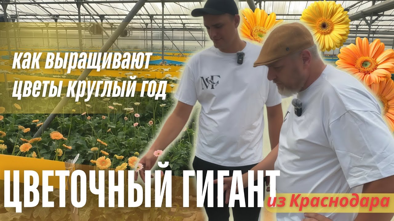 Шесть цветочных культур, сотни тысяч цветов. Крупнейшая тепличная ферма Max Flora изнутри.