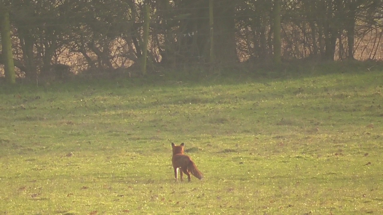 Fox terrorises and kills flock of sheep