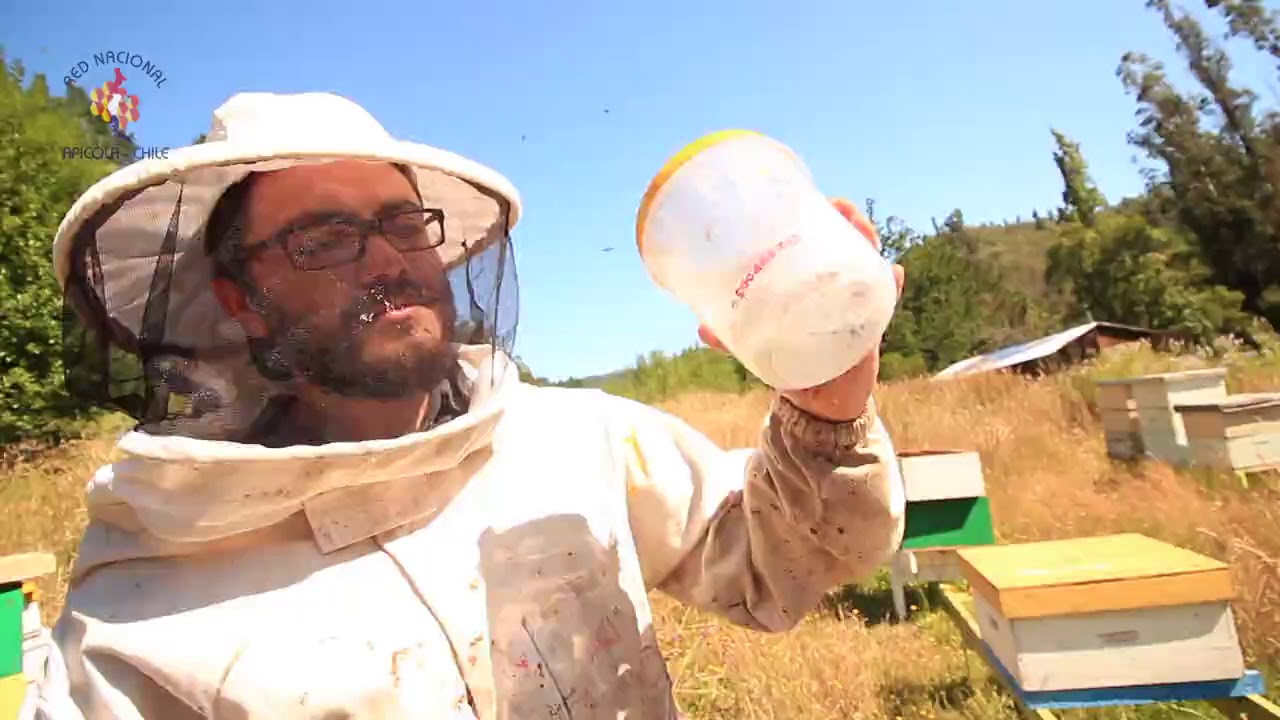 Video de Monitoreo de Varroa Mediante Método de Azucar Flor