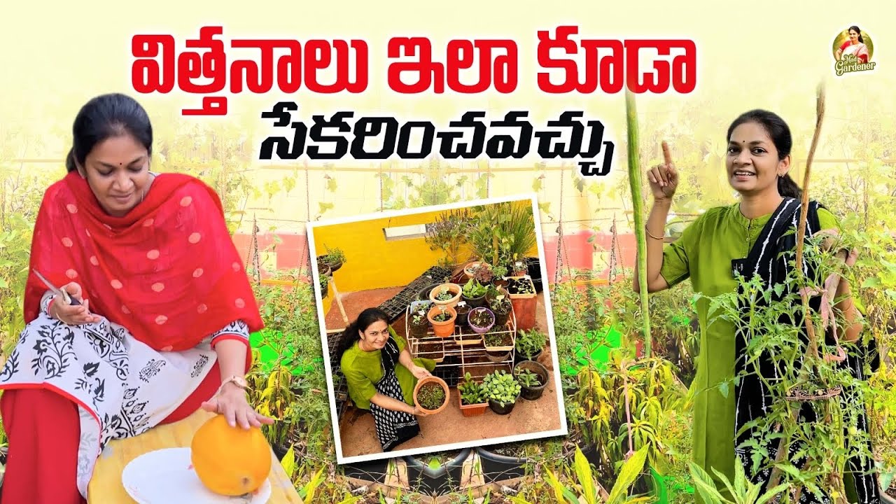 Exotic seedlings/  ఇది ఎప్పుడైనా తిన్నారా ??@MADGARDENER