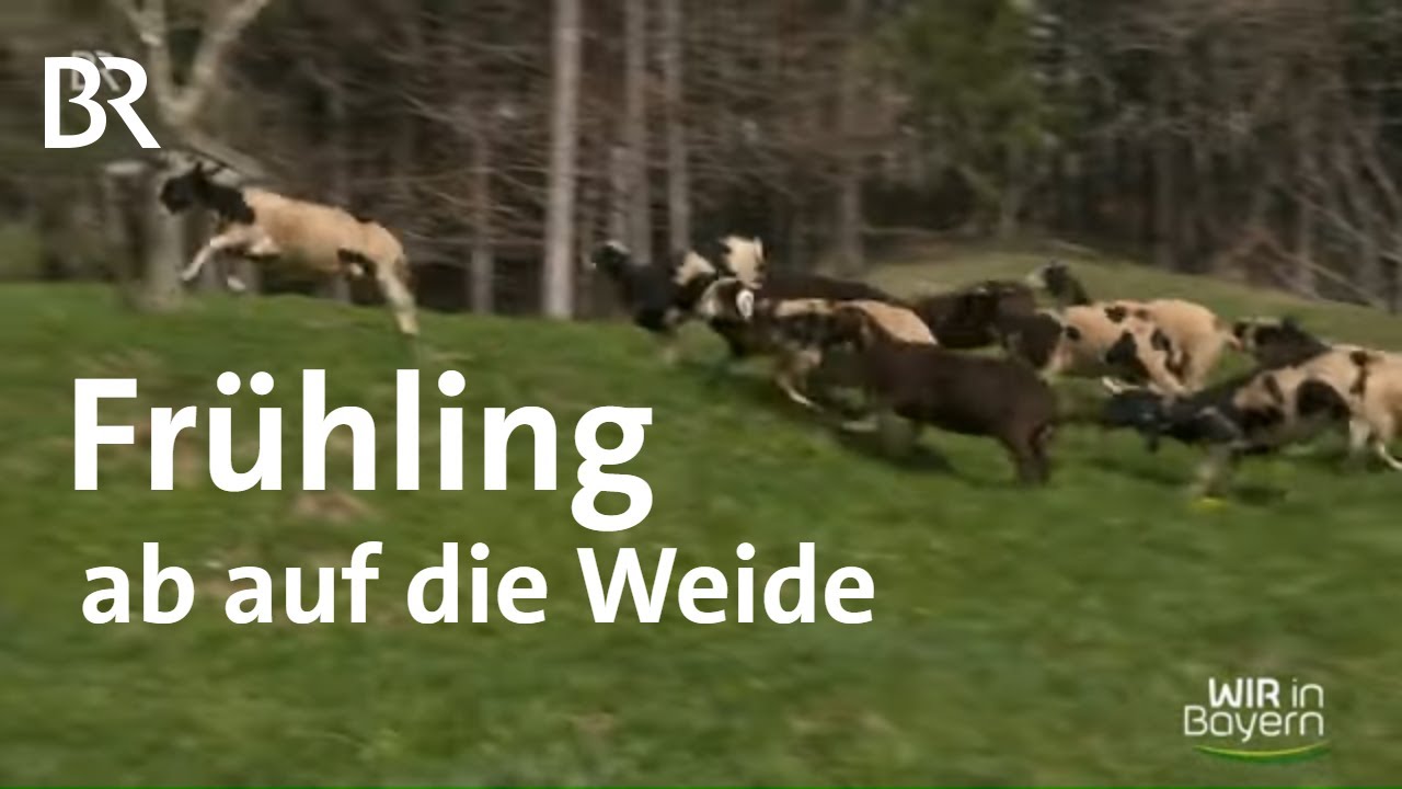 So schmeckt der Frühling: Wenn die Schafe wieder auf die Weide dürfen | Wir in Bayern | BR