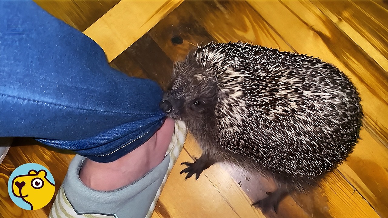 Injured Hedgehog Found in Yard Takes Over a Family