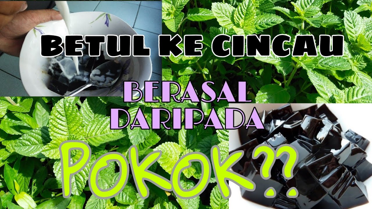 CARA MUDAH MEMBUAT CINCAU HITAM