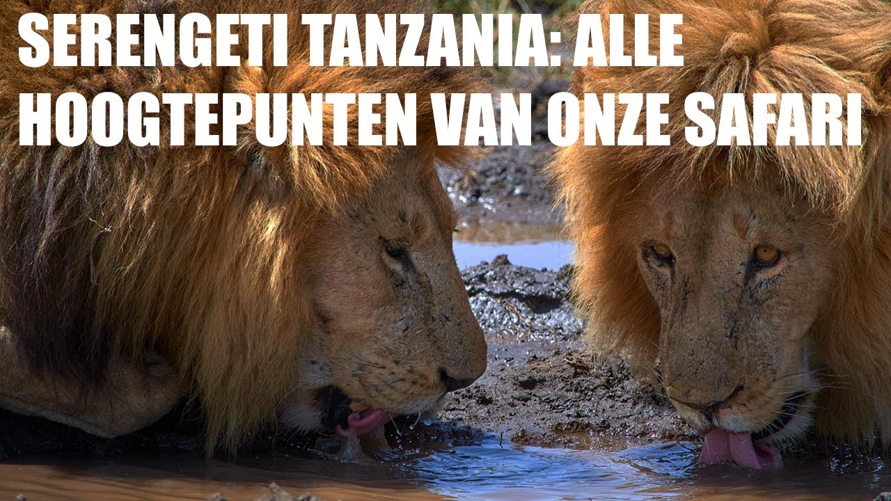 Reisvideo: Onze safari ervaring in Serengeti Tanzania Afrika