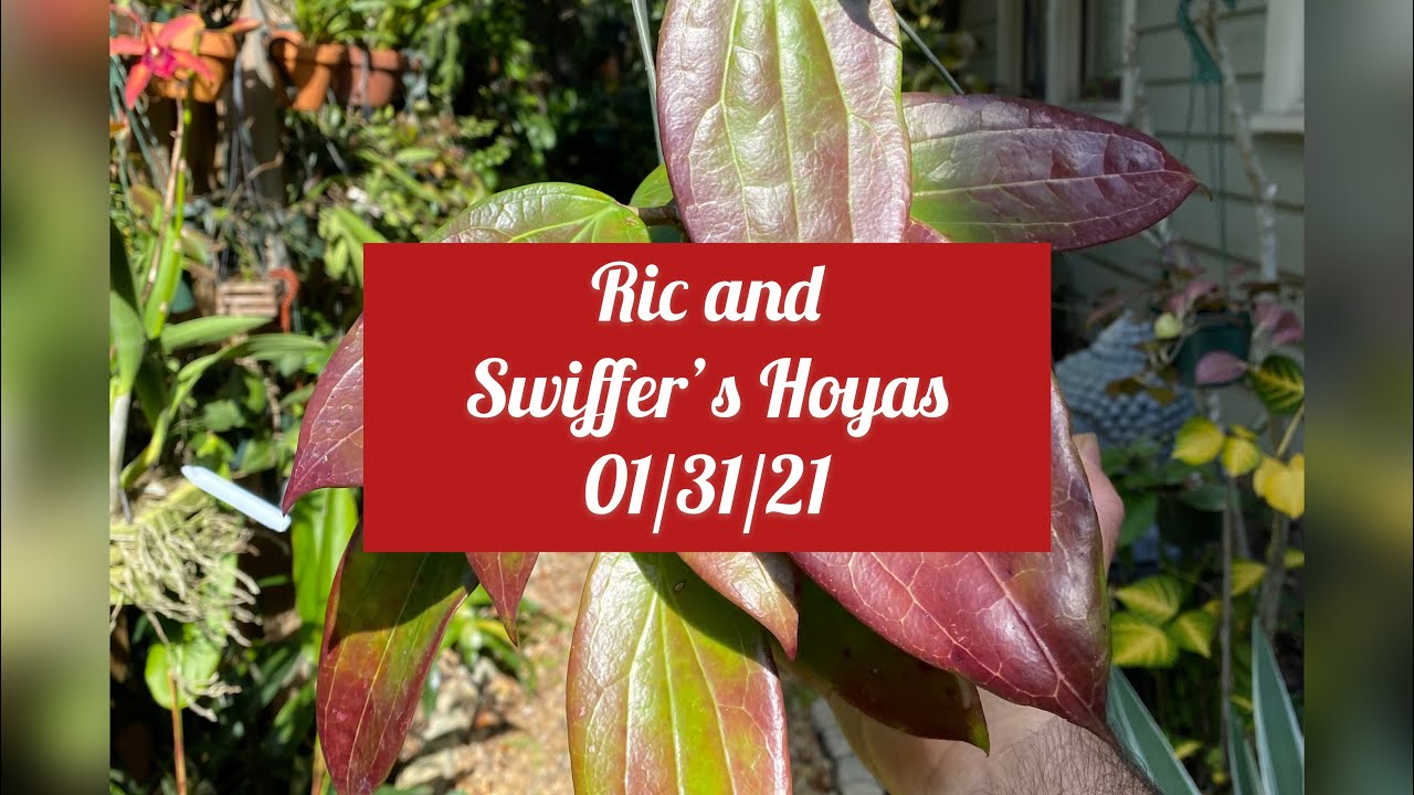 Sun Stressed Hoyas and new Orchids garden Tour