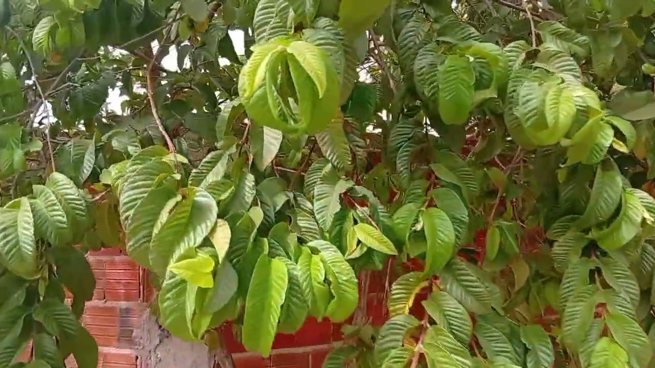 Se tem frutos por aqui....olhem e vejam..