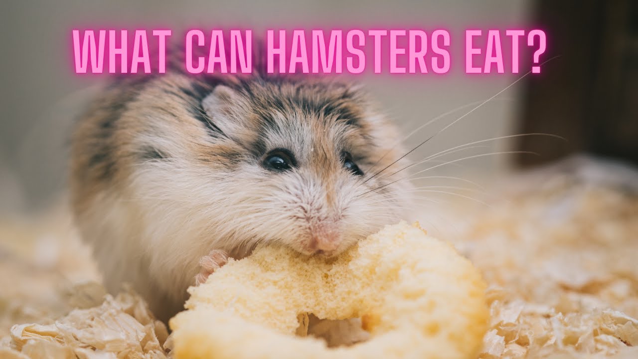 What Can Hamsters Eat? Safe Plants and Herbs for Your Pet