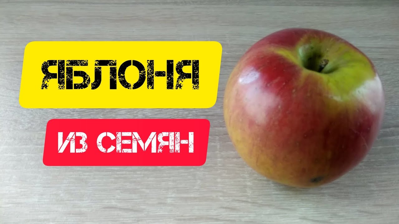 ⚫Яблони из семян | 2,5 года за 5 минут