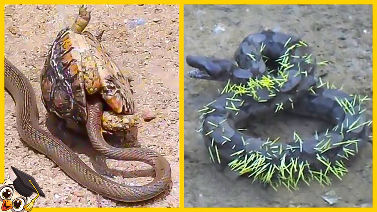 10 Fois où des Serpents Se Sont Trompés d'Adversaire