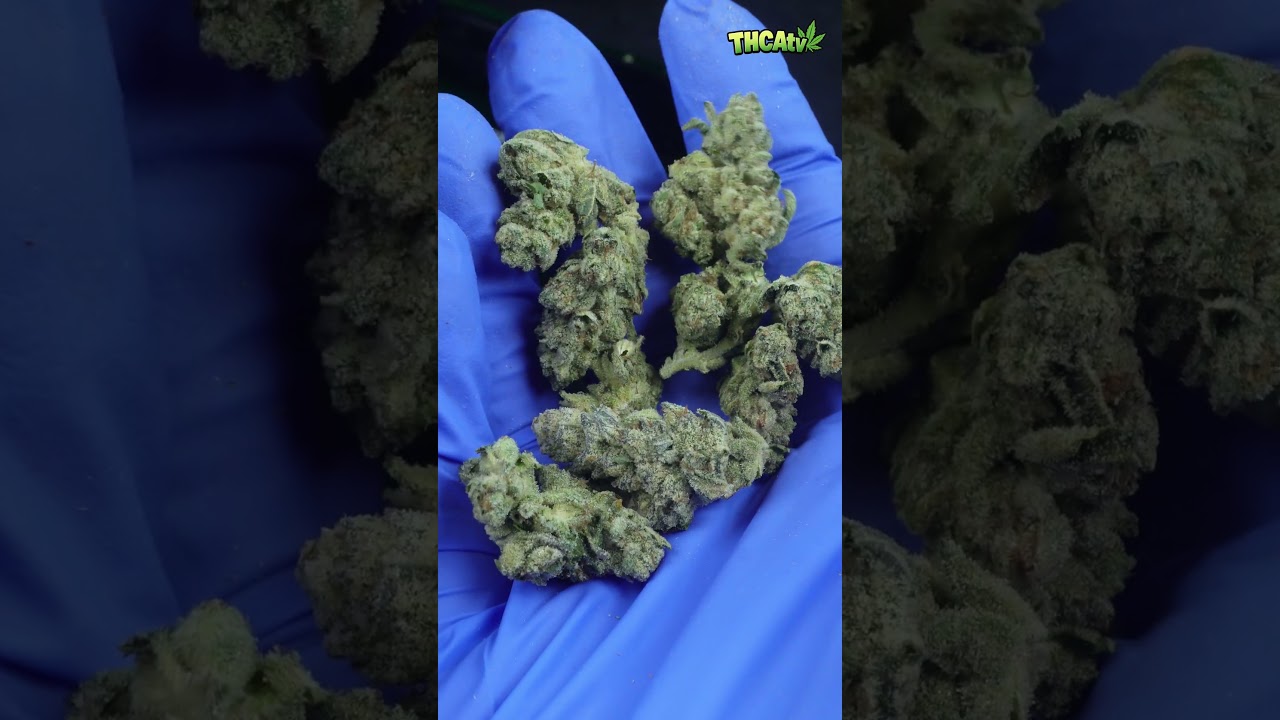 🔥 Canna Cured x Dr. ZaZa Collab | Elmer&rsquo;s Glue THCA Review 💨 | Official Vendor Feature on THCAtv