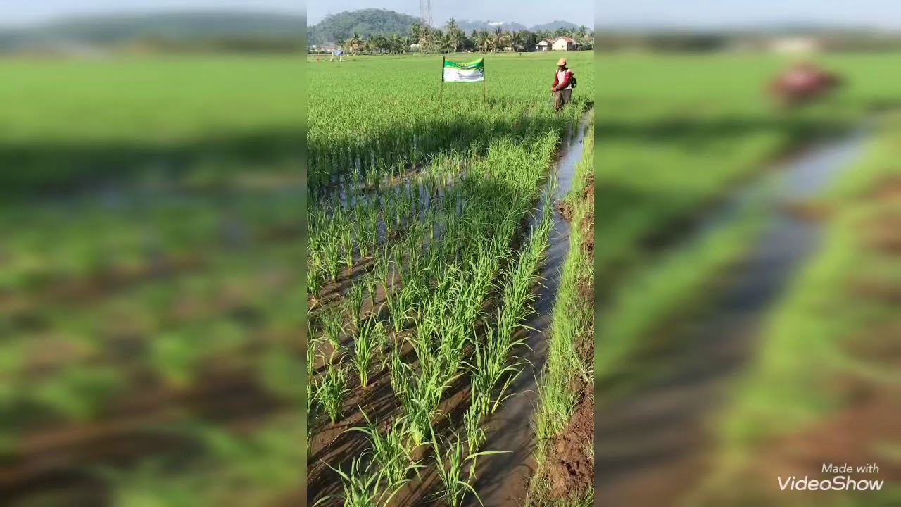 Alat Penyiangan Tanaman Padi dengan Modifikasi Mesin Rumput