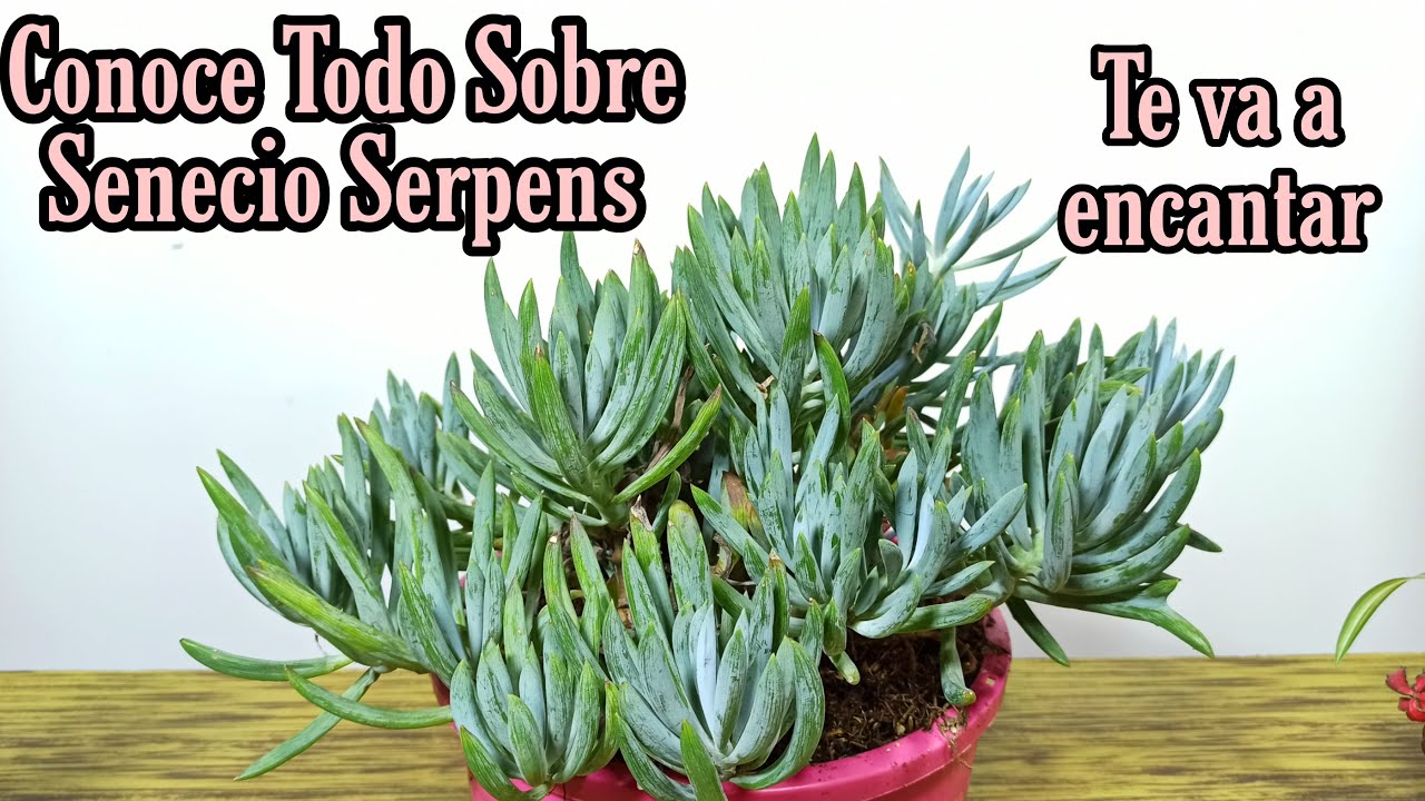 Conoce esta impresionante SENECIO SERPENS