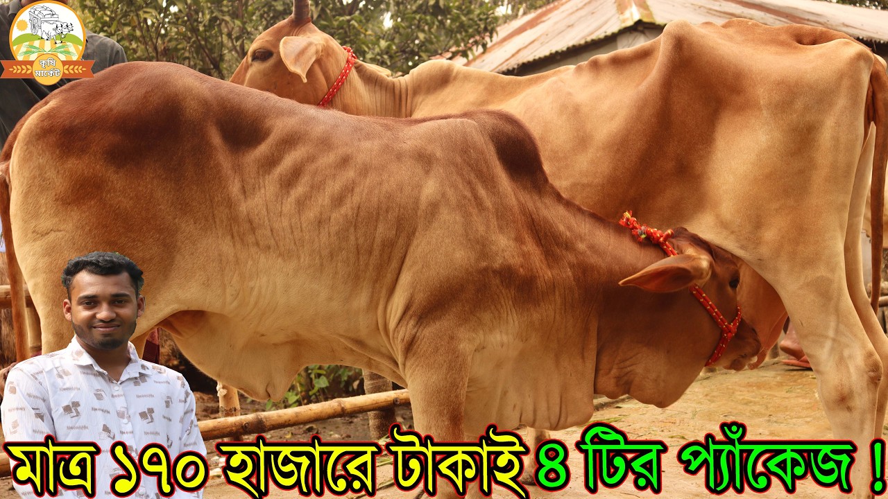 মাত্র ১৭০ হাজারে টাকাই ৪ টির প্যাঁকেজ ! ঈদ অফারে ২ টি গাভী ২ টি বাচ্চাসহ ৩২ লিটার সীমিত দামে জার্সি