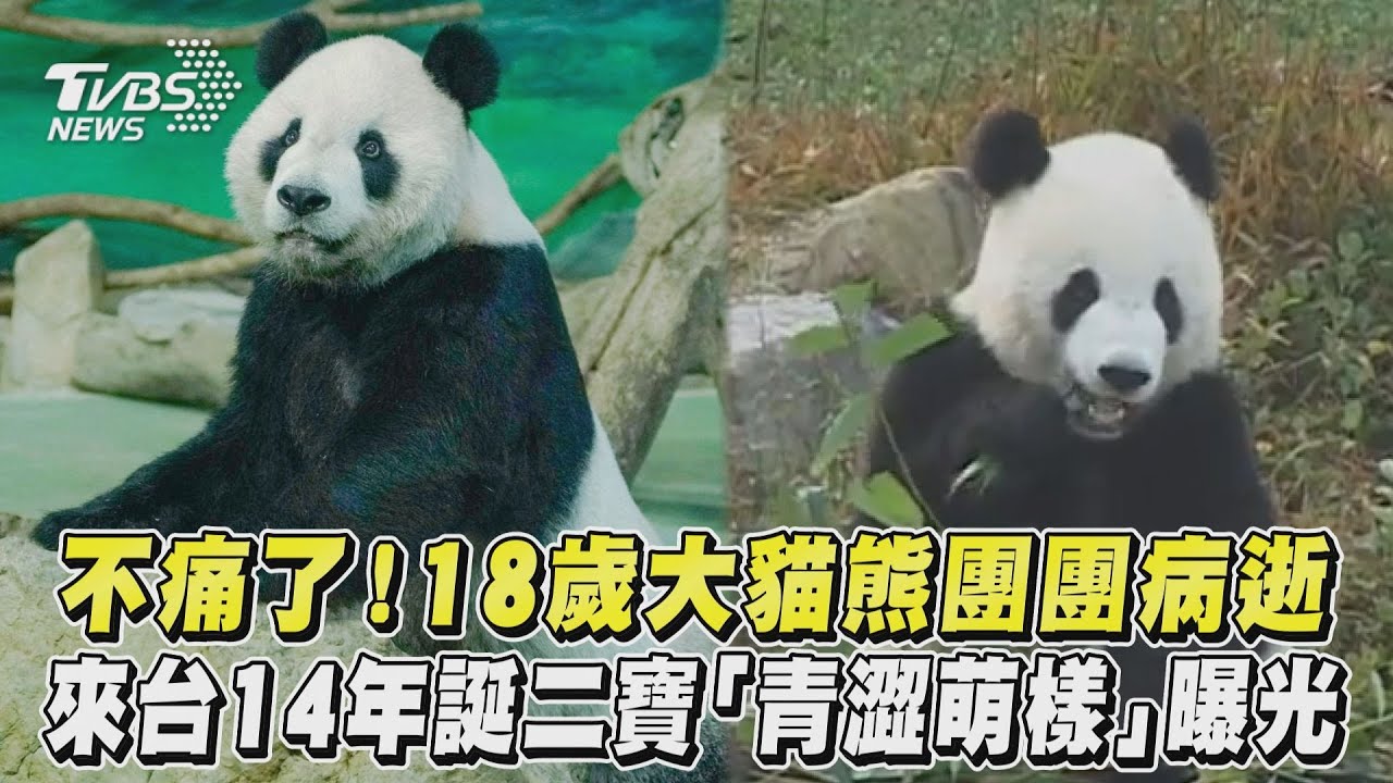 不痛了! 18歲大貓熊團團病逝 來台14年誕二寶「青澀萌樣」曝光｜TVBS新聞｜擠看看
