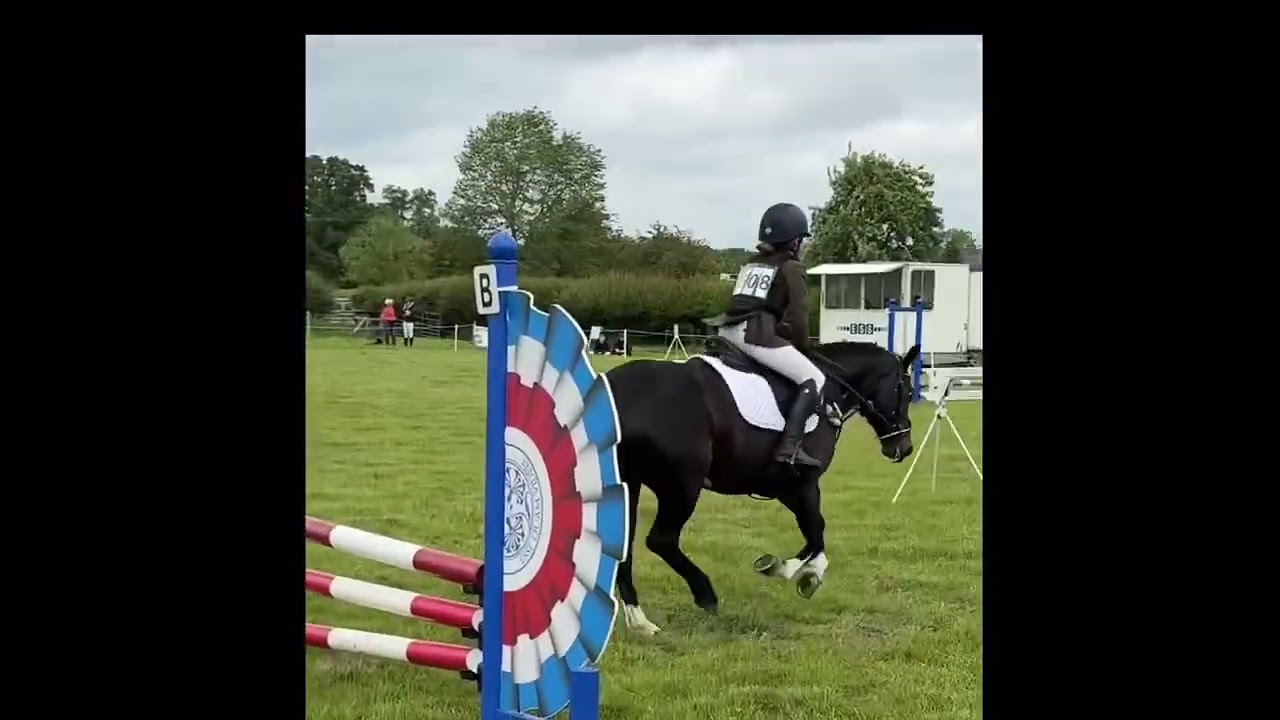 Biscuit 13.1 Bay Mare ❤️