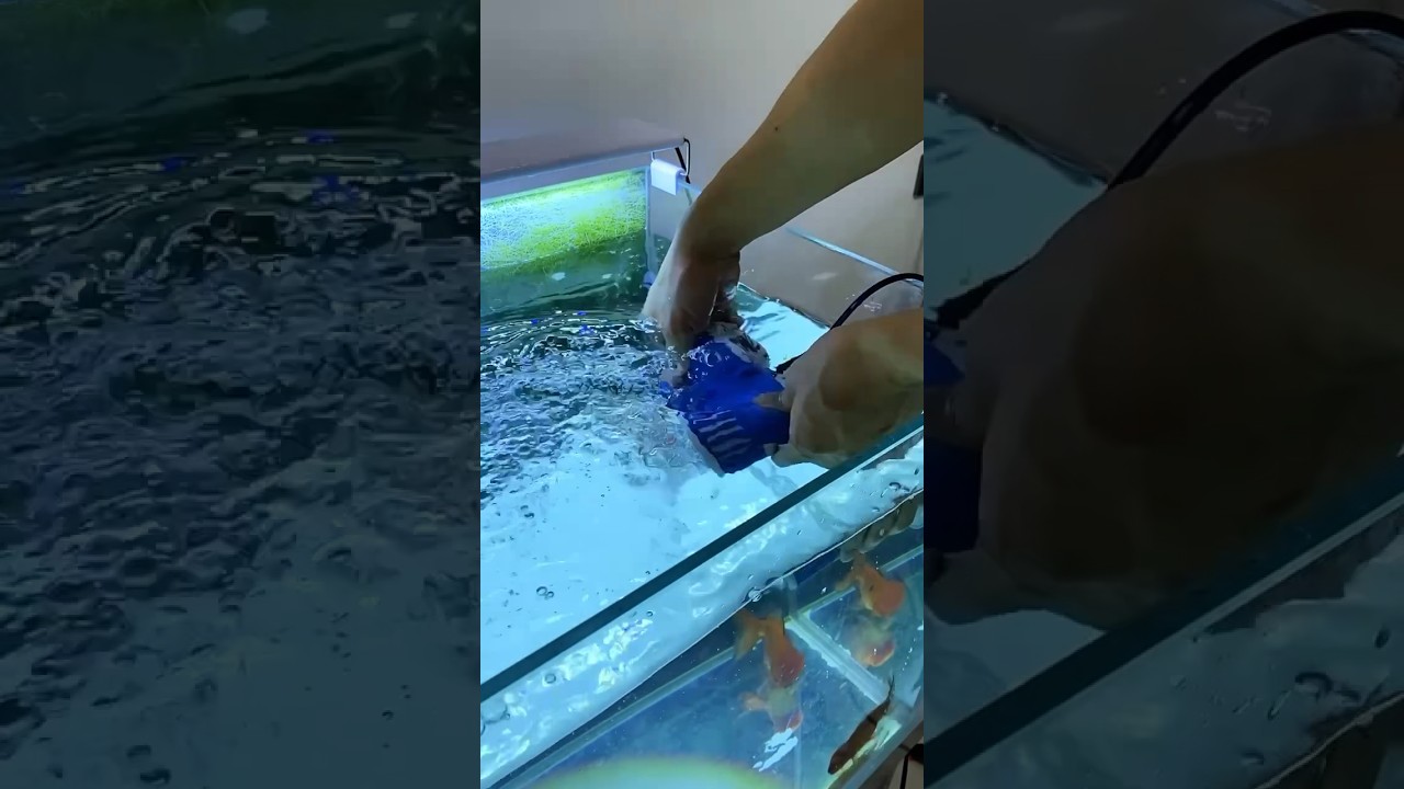 Double Wave Maker #toopa #aqauticplants  #fishtanksetup  #fish #fishtank #fishaquarium #aquarium