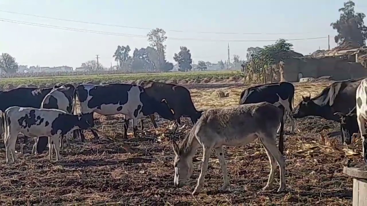 اهل العرب🐪 الناس الطيبه 🐄الناس البسيطه🐄🐪