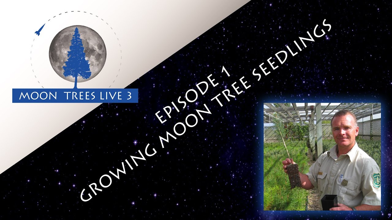 Moon Trees LIVE 3 &mdash; Episode 1: Growing Moon Tree Seedlings