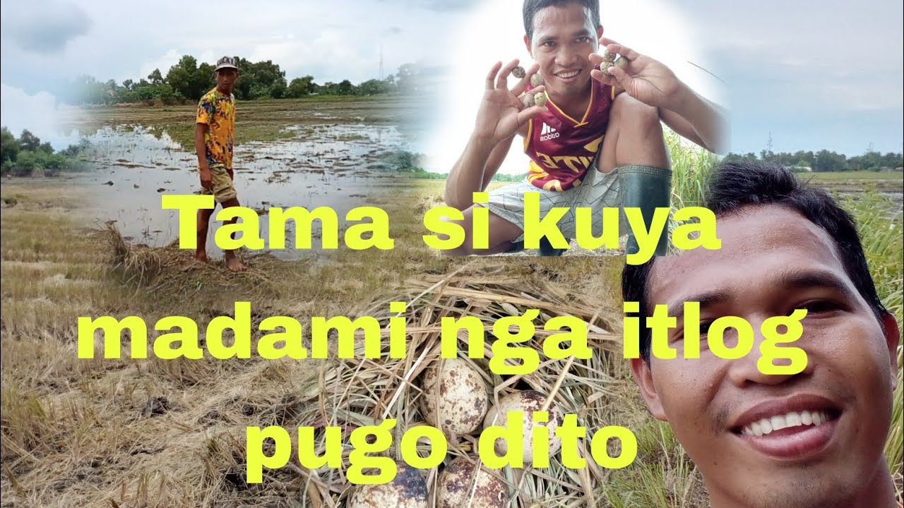 Quail eggs hunting @palawan Philippines / buhay probinsya