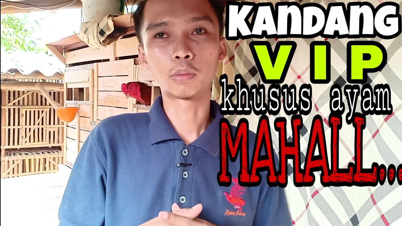 REVIEW KANDANG IDEAL UNTUK AYAM BANGKOK | CHICKEN COOP SIMPLE