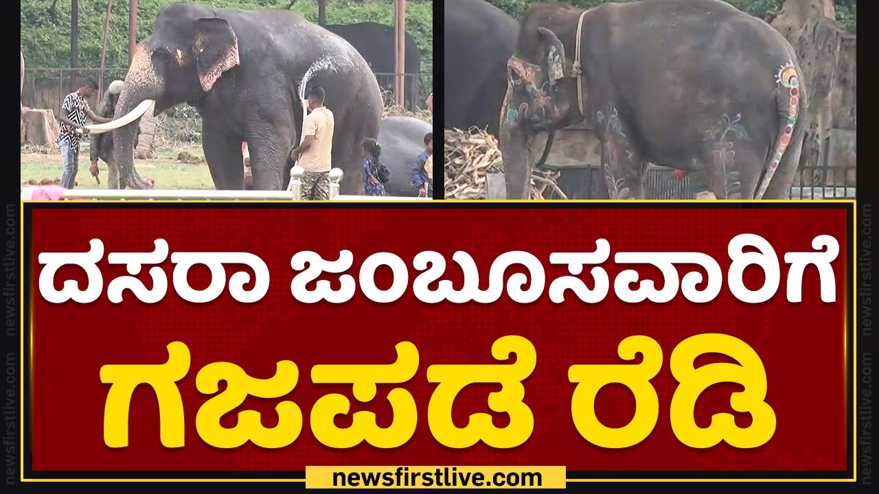 Mysuru Dasara 2022 : ದಸರಾ ಜಂಬೂಸವಾರಿಗೆ ಗಜಪಡೆ ಸಿದ್ಧ | Jamboo Savari | Dasara Elephant | NewsFirst