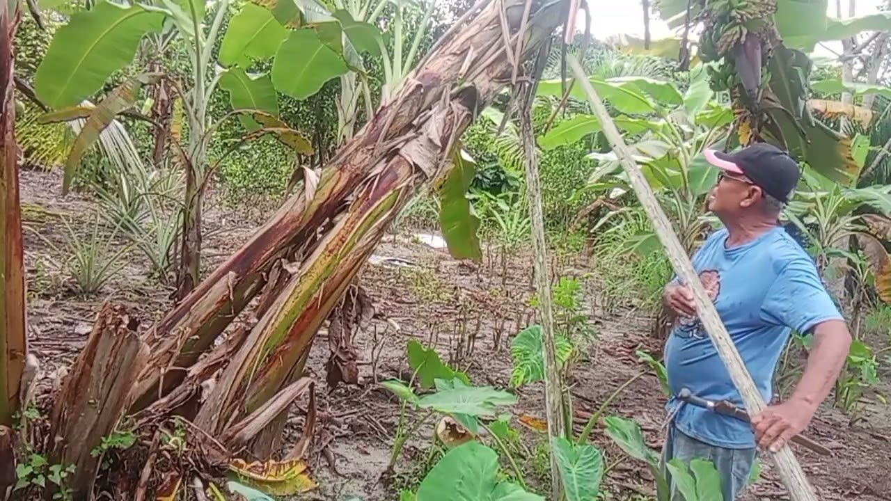 MASANG SUKONG POKOK PISANG,NYAU KA TUMBANG.