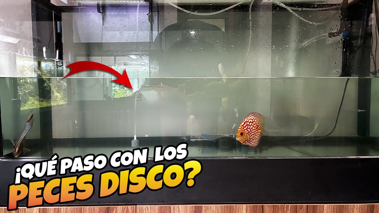 Que PASO con los peces DISCO 😕