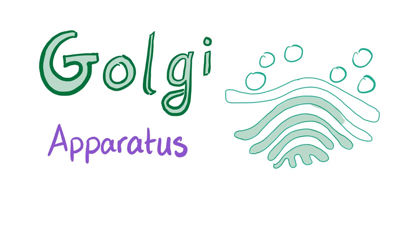 The Golgi Apparatus &ldquo;the sorter&rdquo; - Cell Biology and Histology